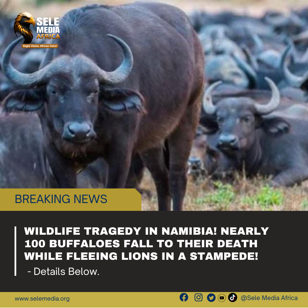 Wildlife tragedy in Namibia! Nearly 100 buffaloes fall to their death while fleeing lions in a stampede!