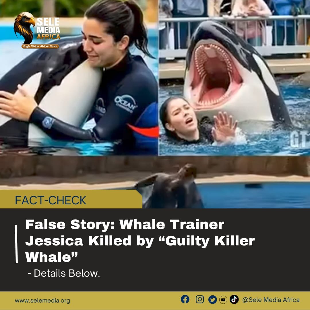 False Story: Whale Trainer Jessica killed by“Guilty Killer Whale”!