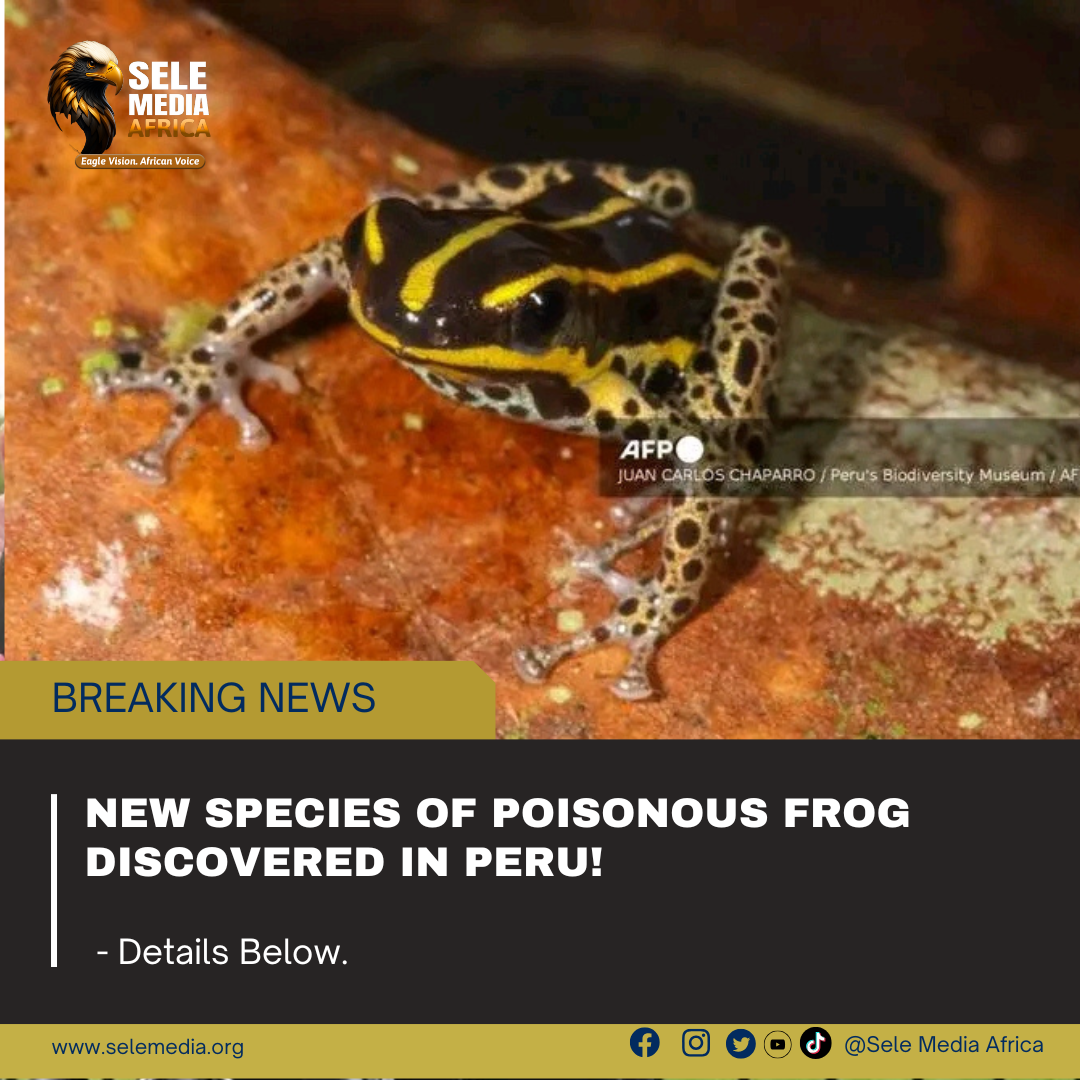 New Species of Poisonous Frog Discovered in Peru!