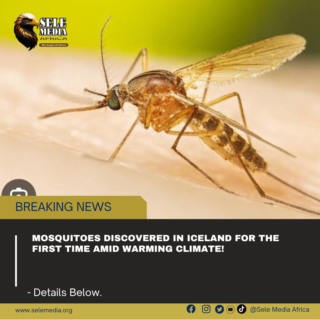 Mosquitoes Discovered in Iceland for the First Time Amid Warming Climate!